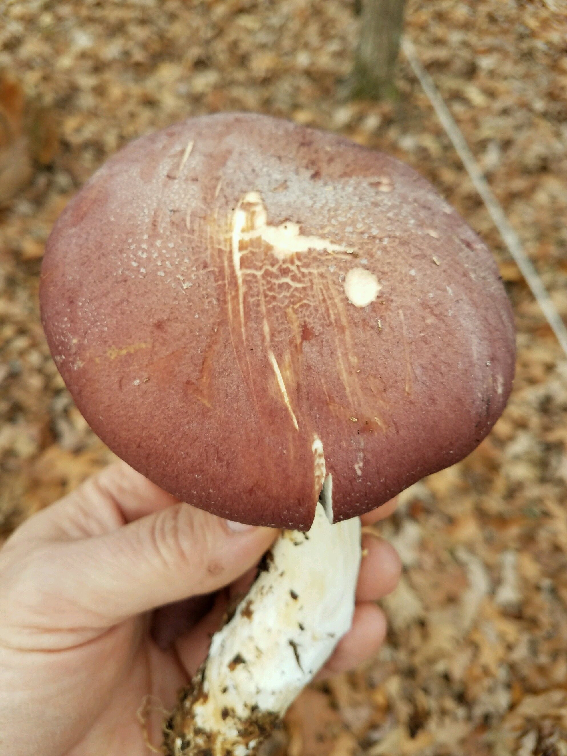 Wine Cap mushroom